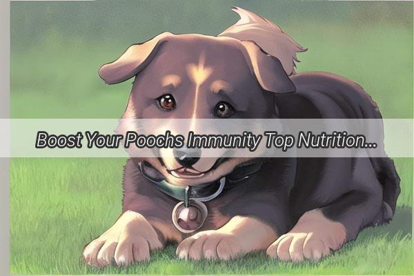 Boost Your Poochs Immunity Top Nutritional Picks PostVaccination